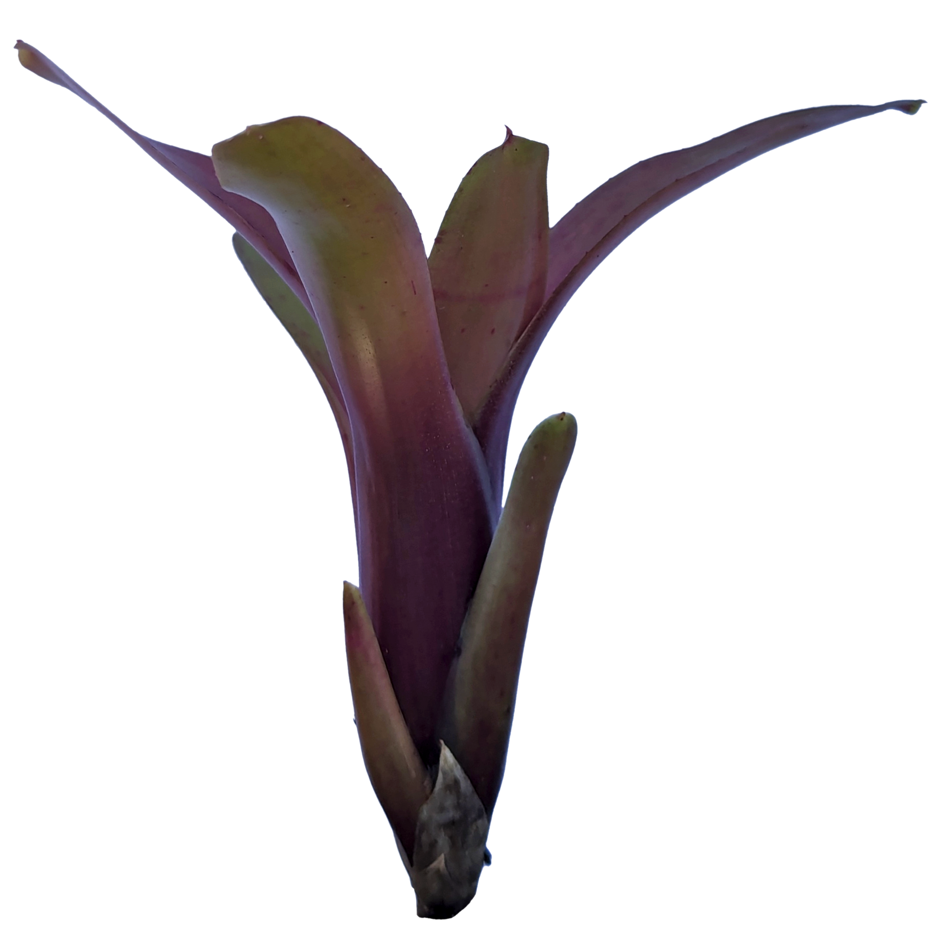 Neoregelia Short and Sweet Pup