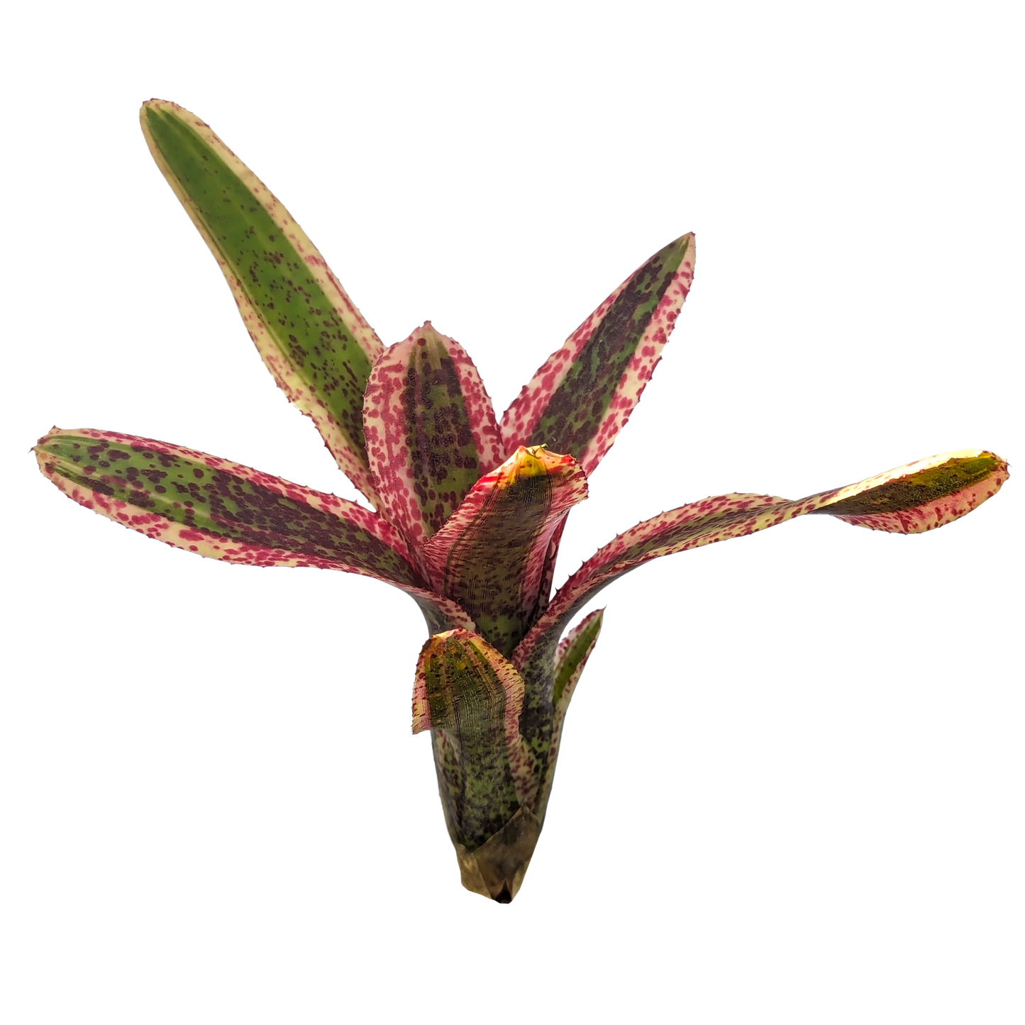 Neoregelia - Snapdragon