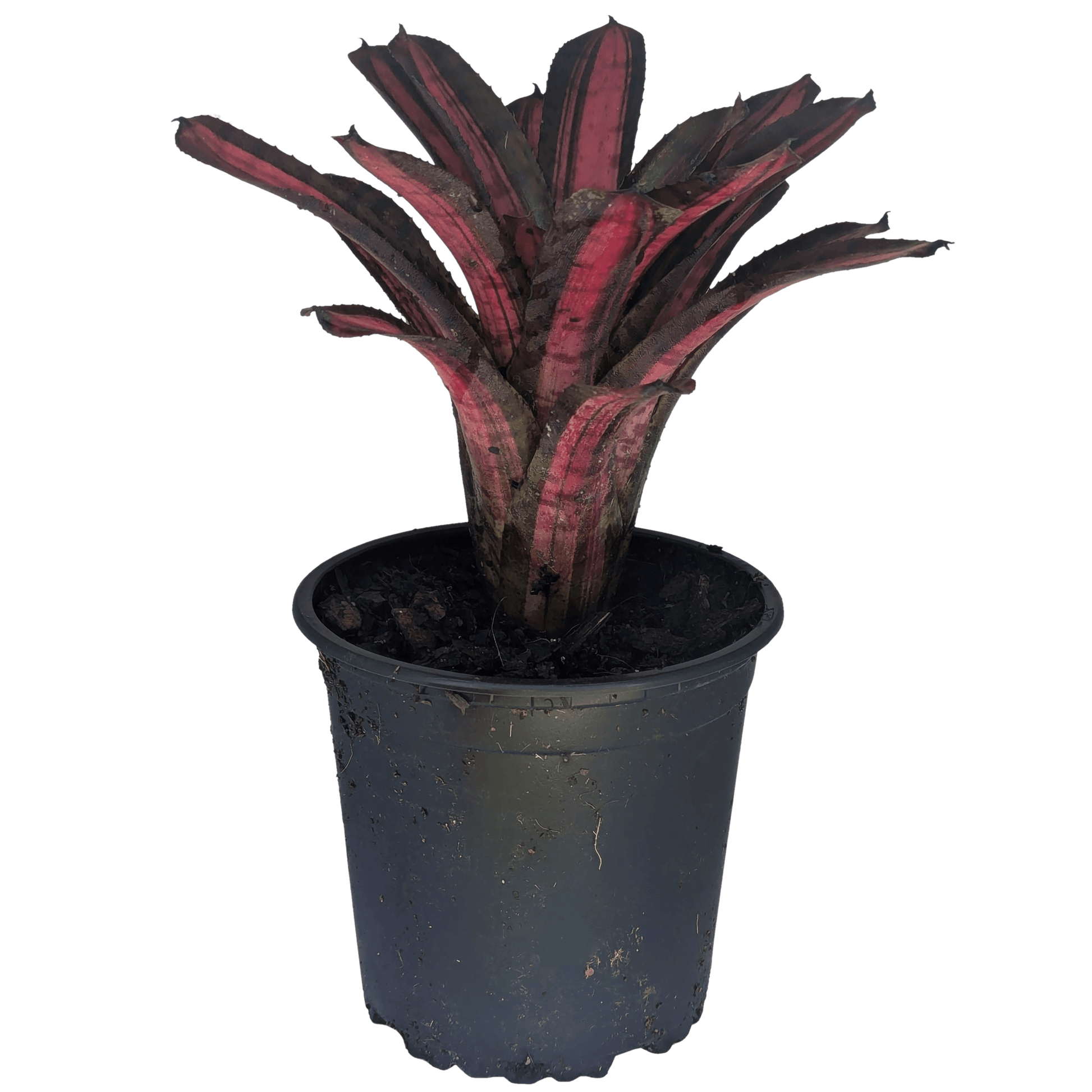 Neoregelia Star Blast