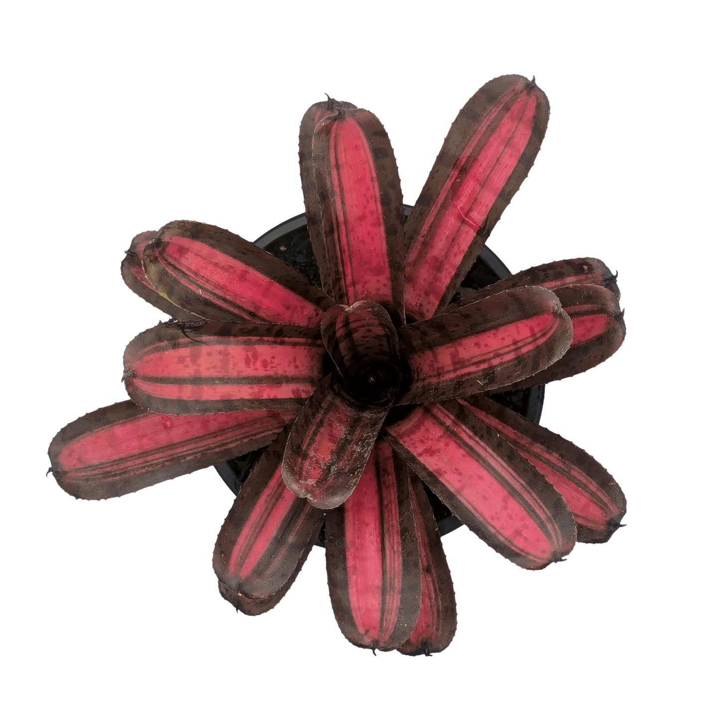 Neoregelia Star Blast