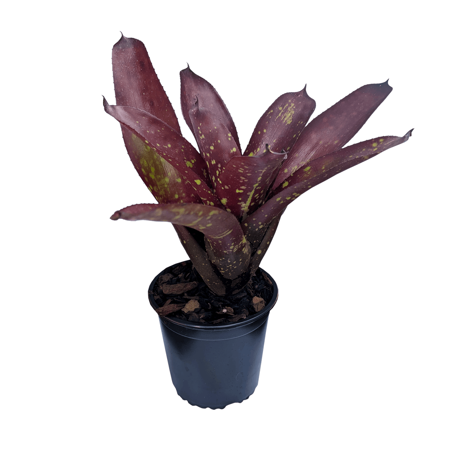 Neoregelia Sun God