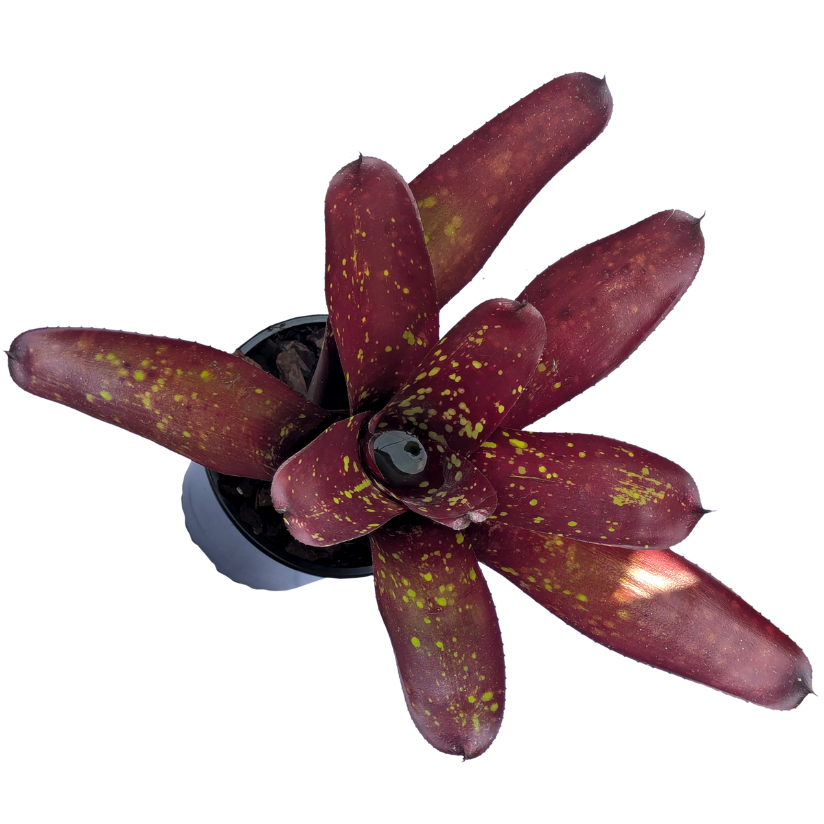 Neoregelia Sun God Above