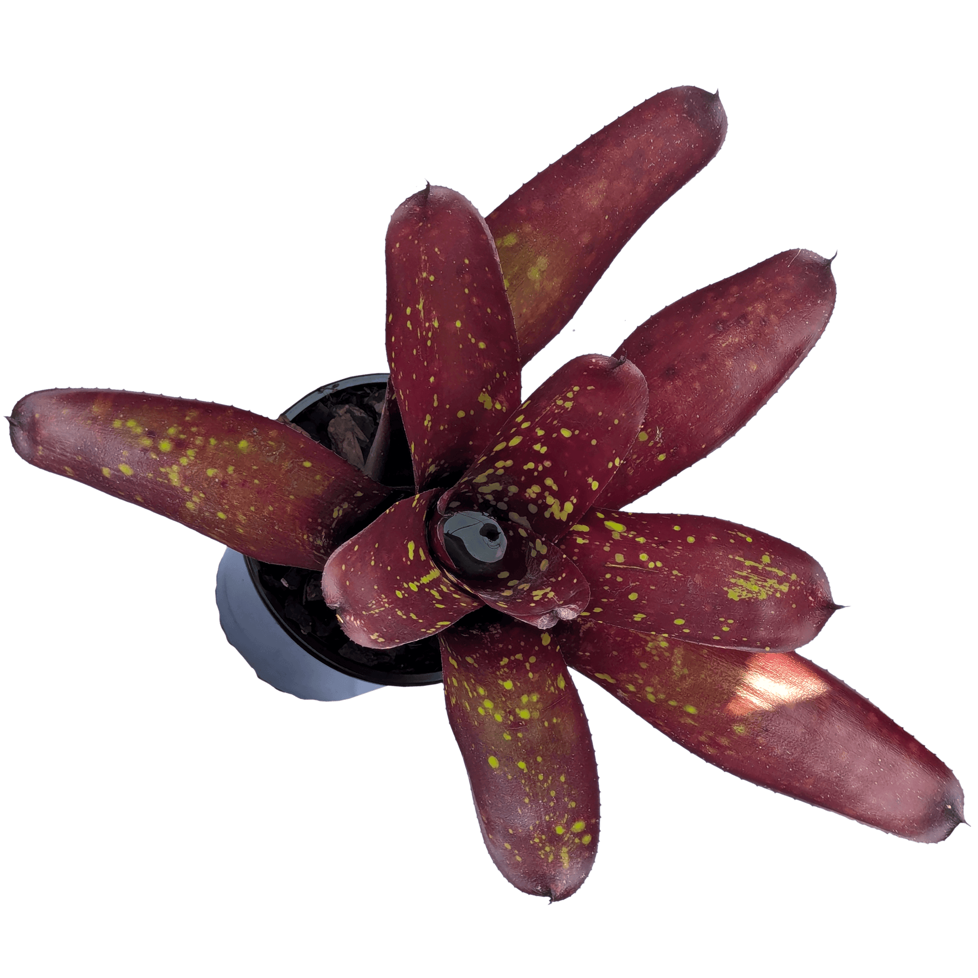 Neoregelia Sun God Above