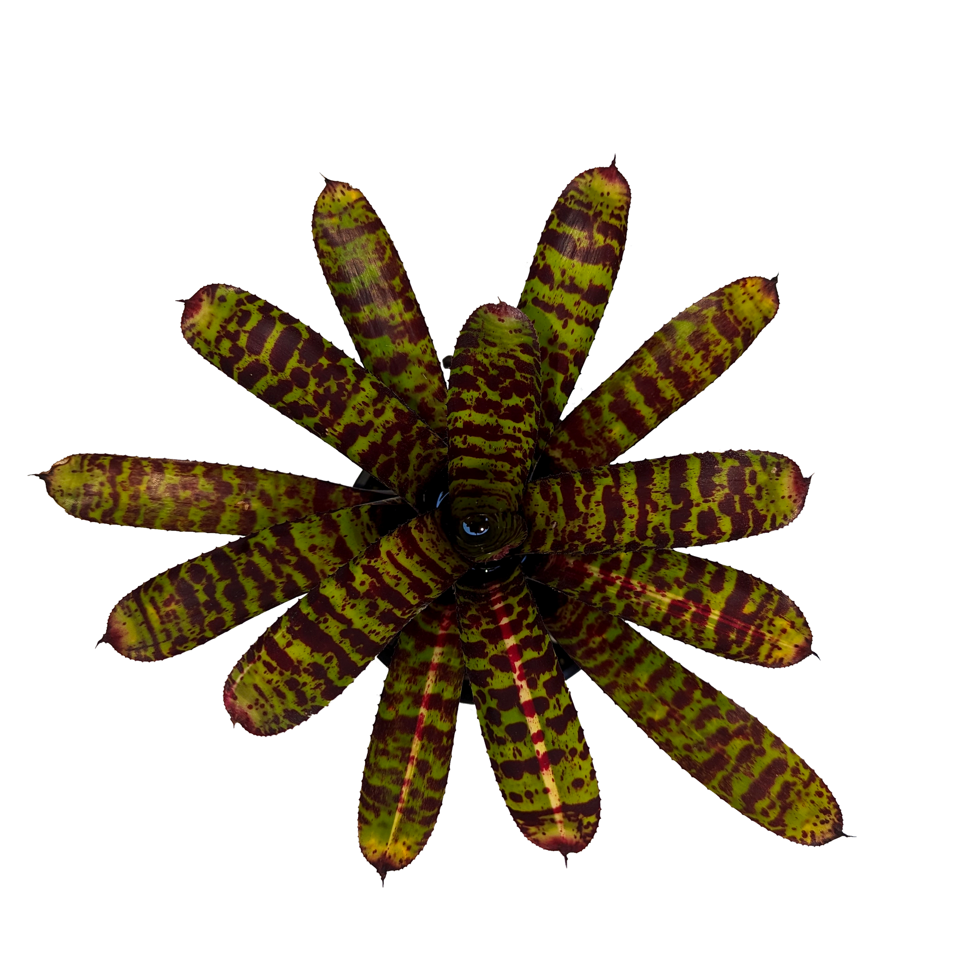Bromeliad Neoregelia with deep green leaves with striking red cross-banding and stipes of variegation down the center leaves.