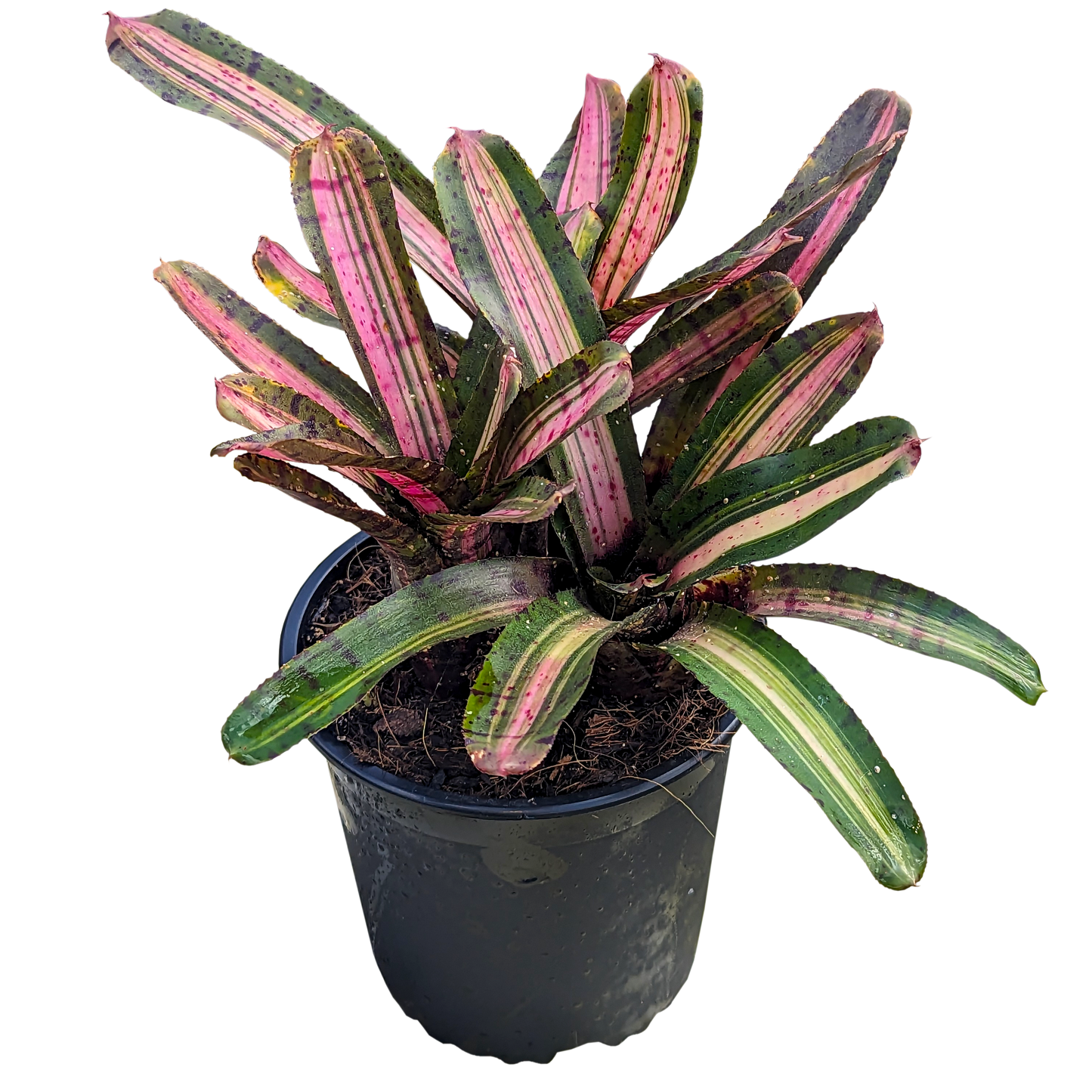 UFO Neoregelia side