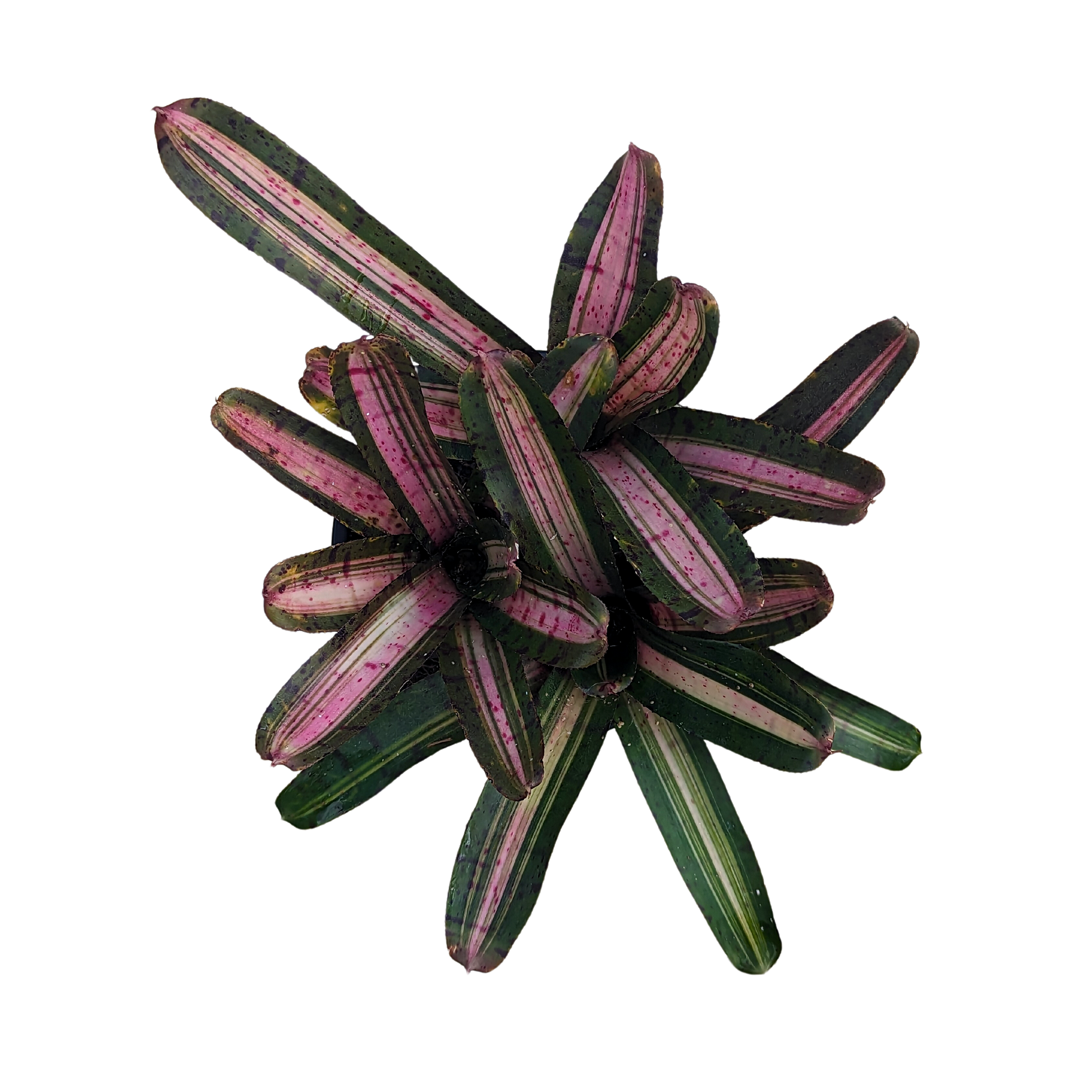 UFO Neoregelia Top