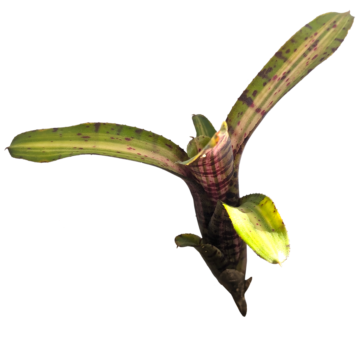 UFO Neoregelia pup