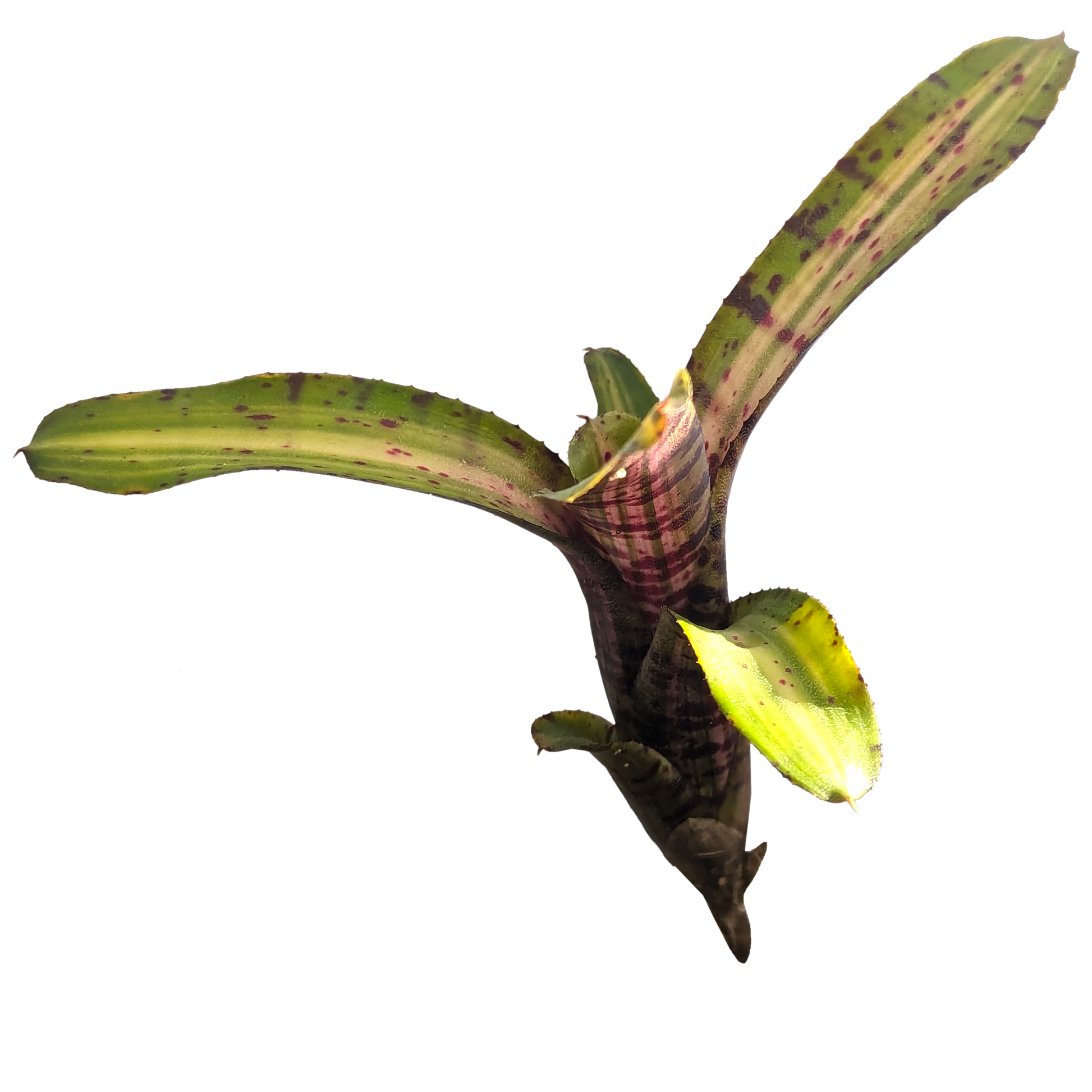 UFO Neoregelia pup