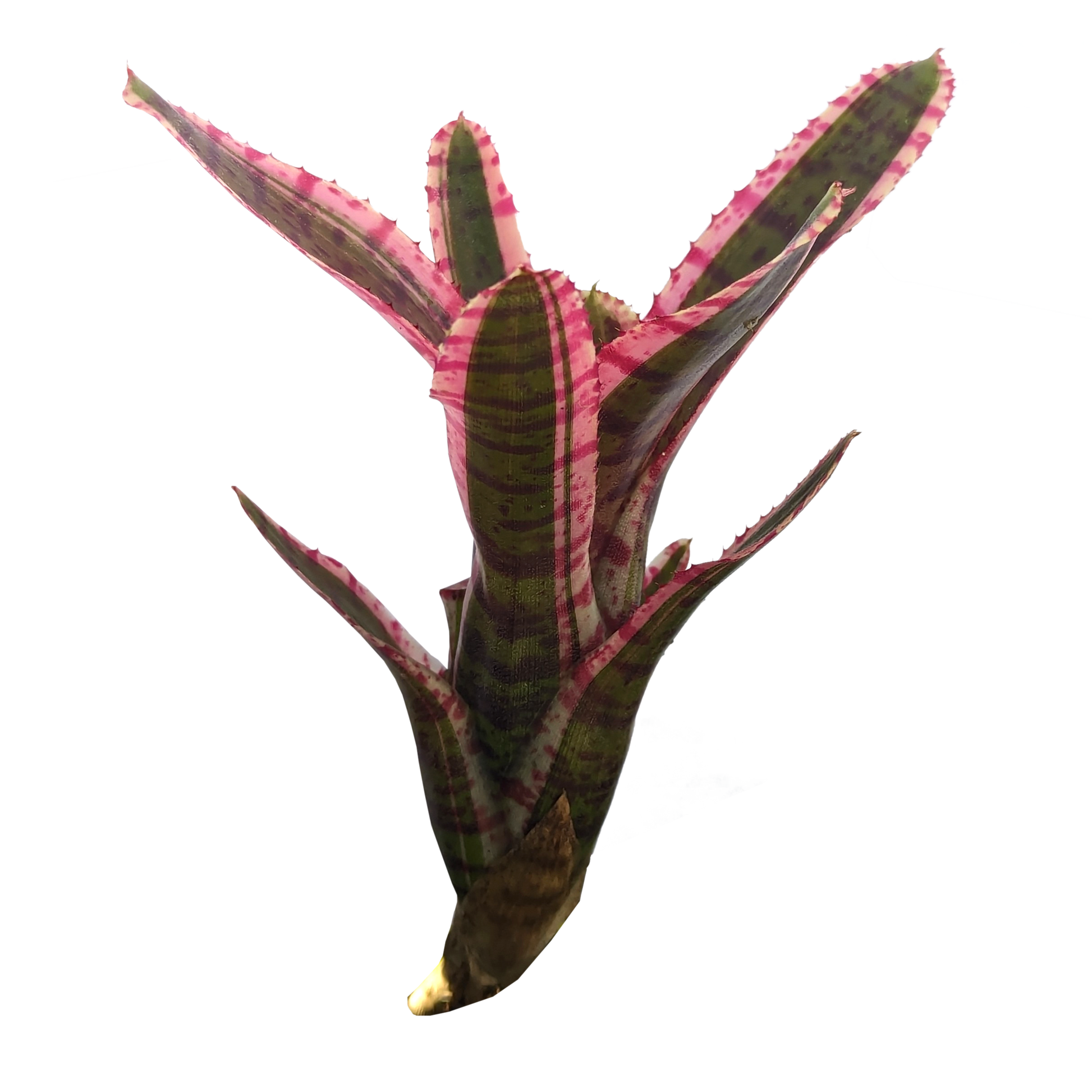 Neoregelia - Whiplash Pup