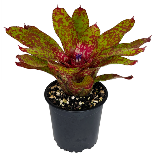Neoregelia - Winnie the Pooh