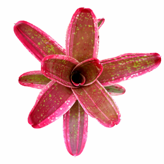 Neoregelia Peachy - Peach leaves with bright pink stripes and lime green spots