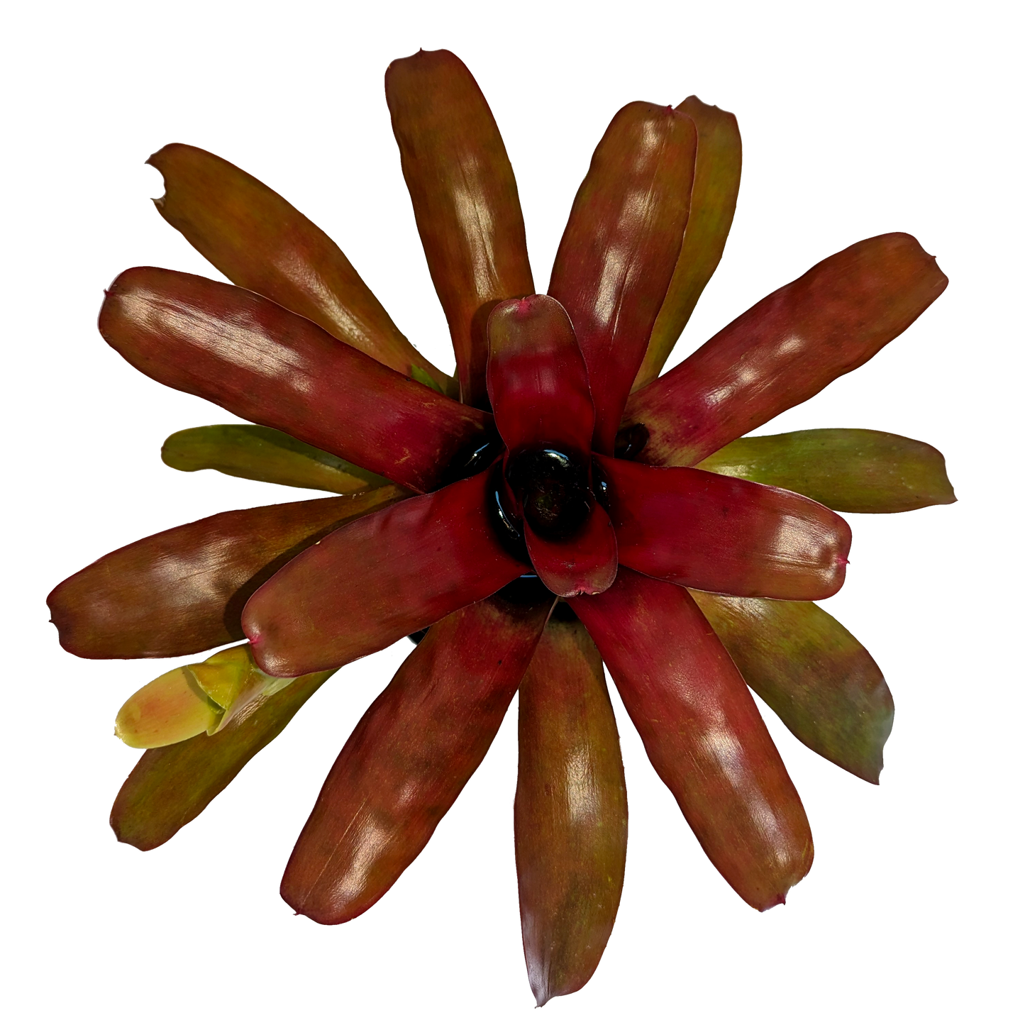 Neoregelia Fireball X top