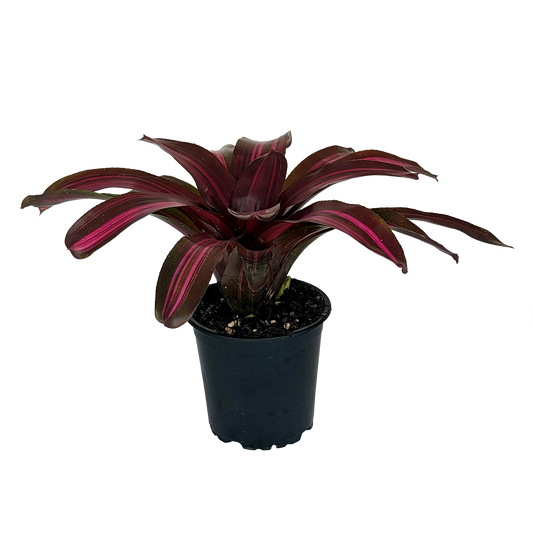 Neoregelia Dyn-o-mite Side