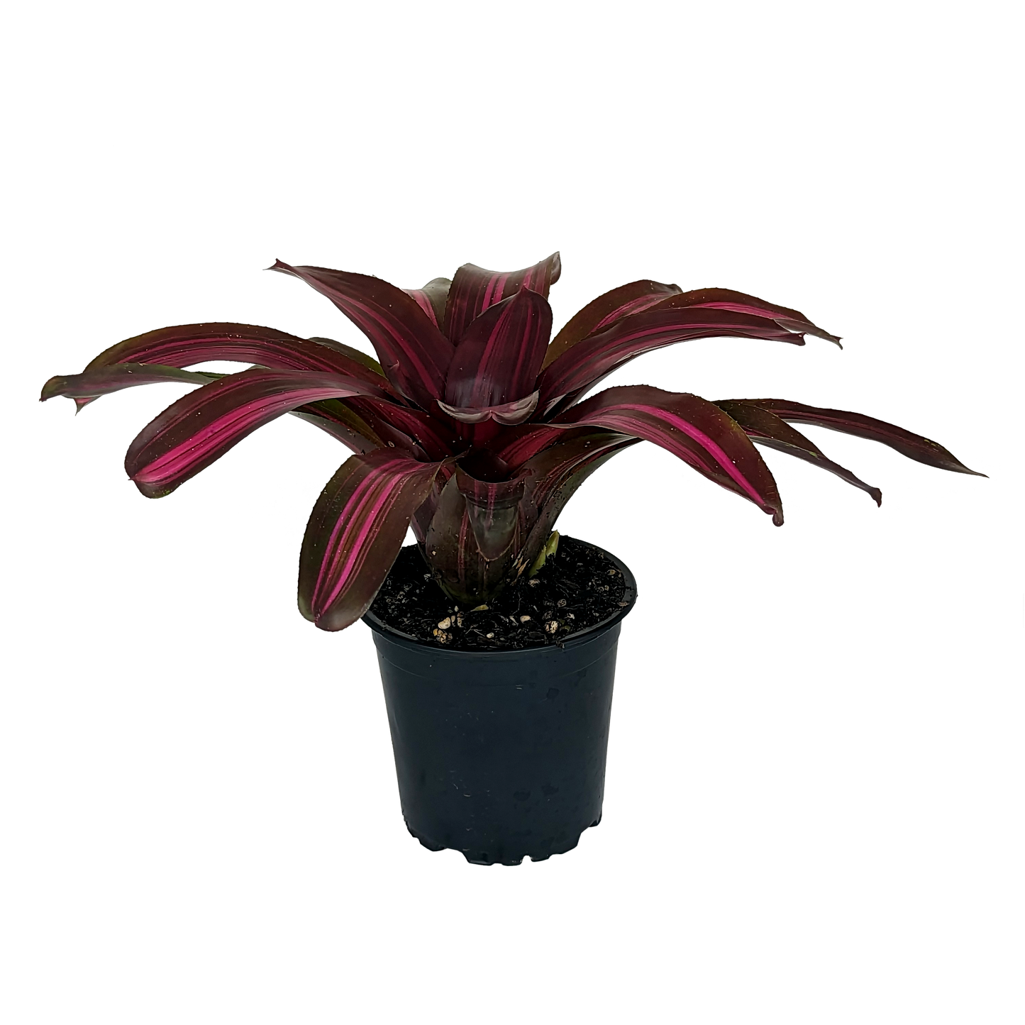 Neoregelia Dyn-o-mite Side