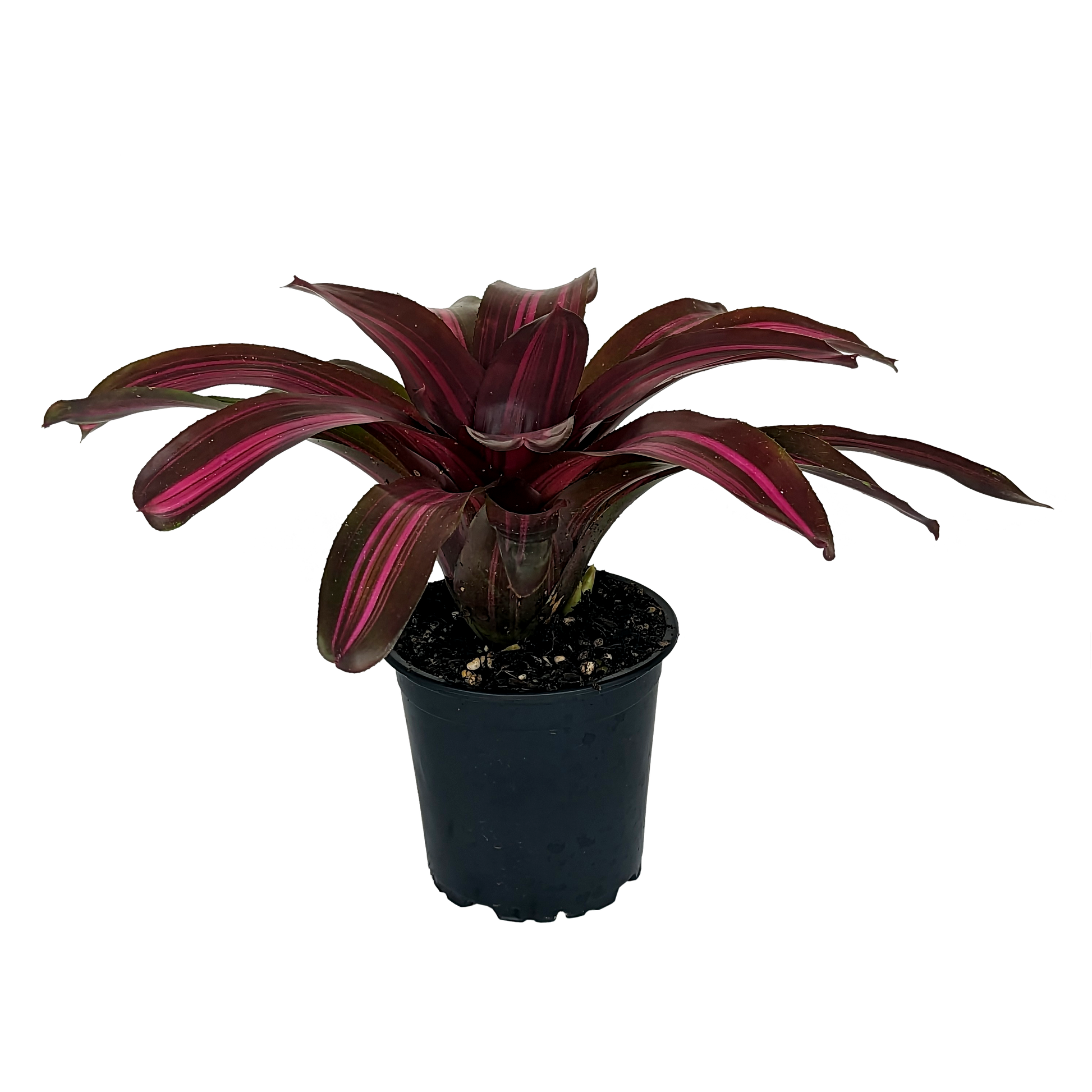 Neoregelia Dyn-o-mite Side