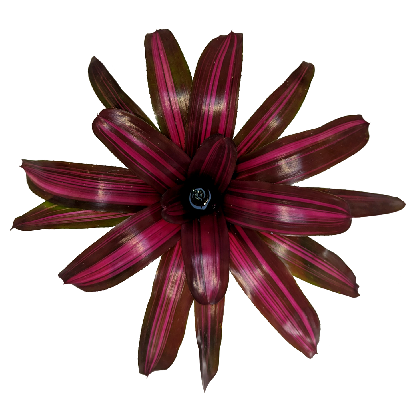 Neoregelia Dyn-o-mite Top