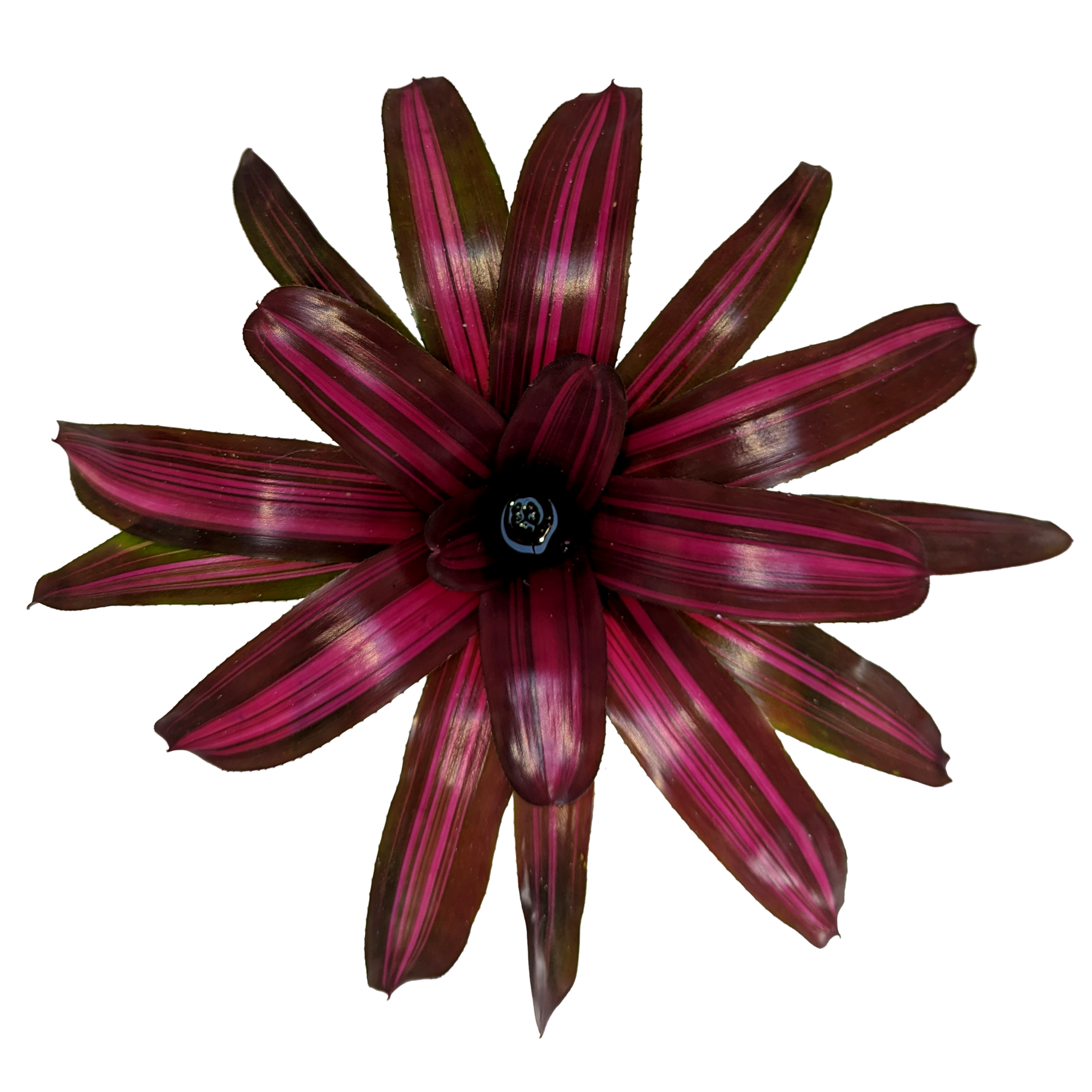 Neoregelia Dyn-o-mite Top
