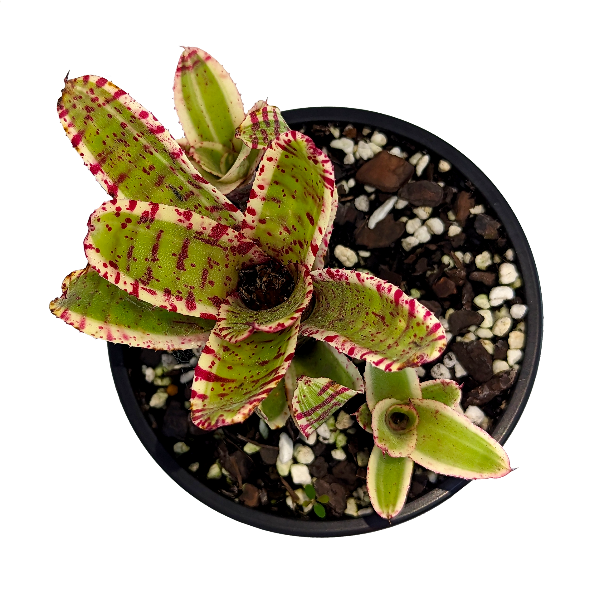 Neoregelia - 'Gizmo' - Bromeliads | Our Plant Shop