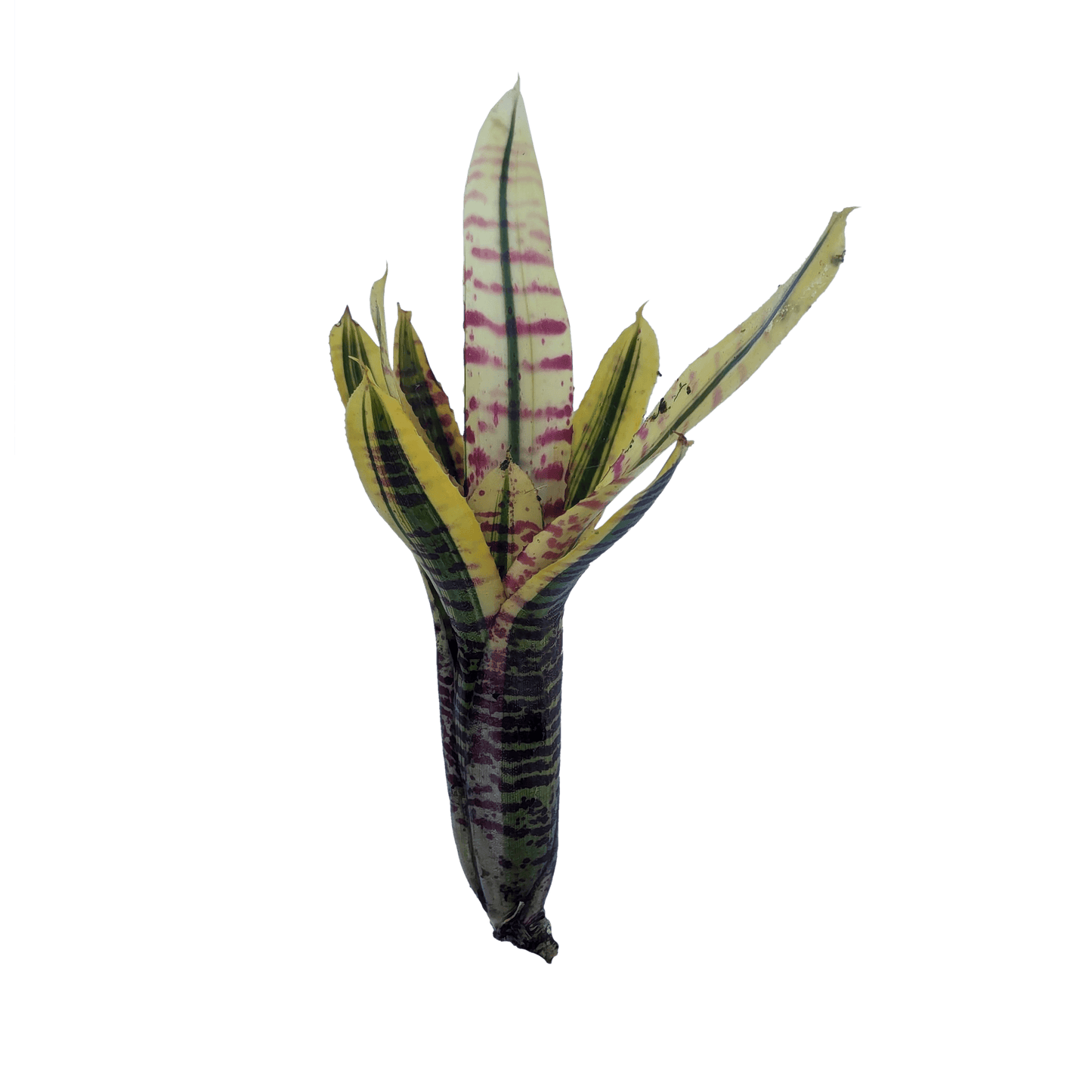 Neoregelia Gotcha Pup
