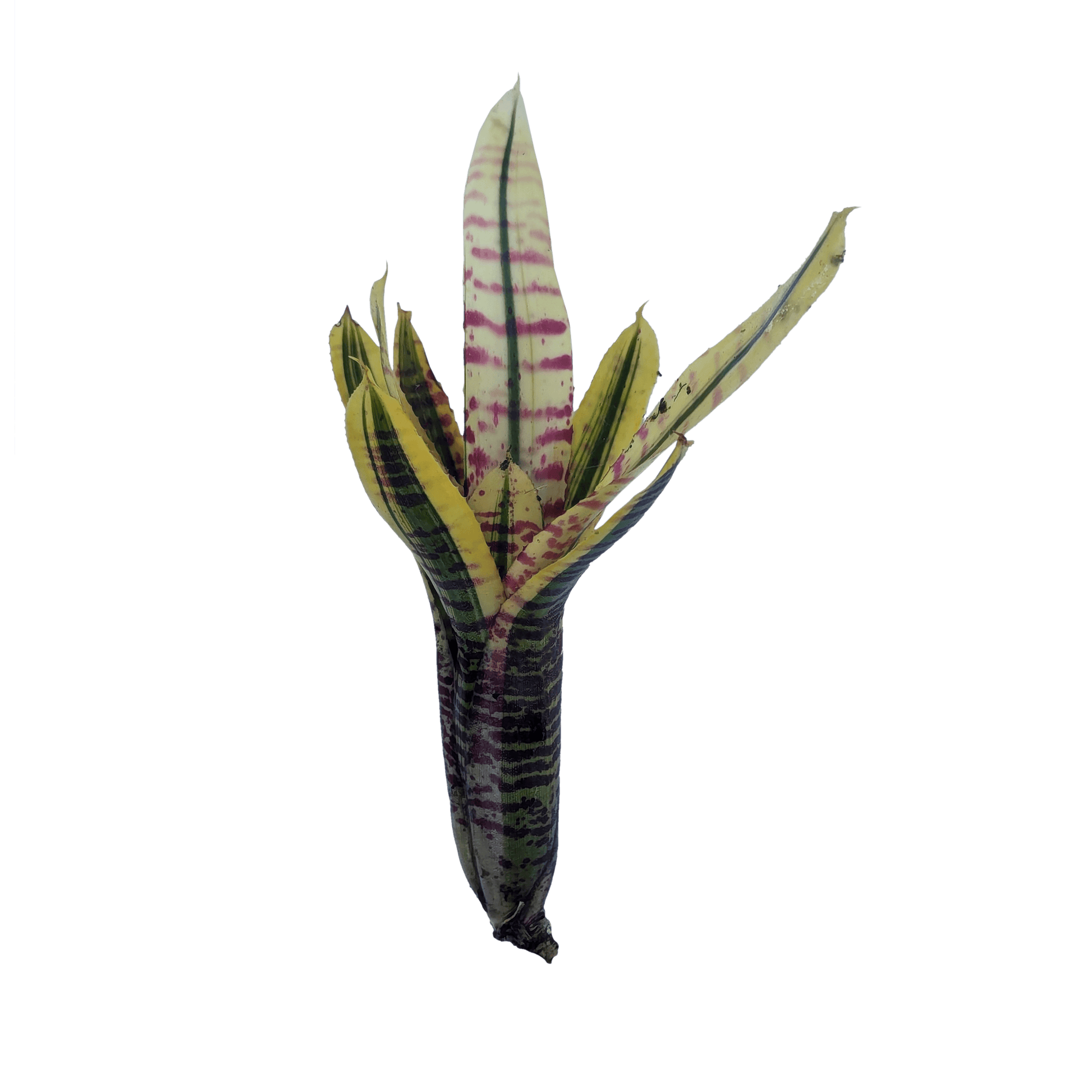 Neoregelia Gotcha Pup