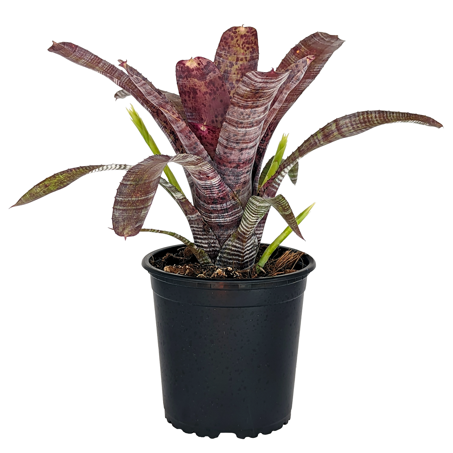 Neoregelia Pauciflora 130mm (side)