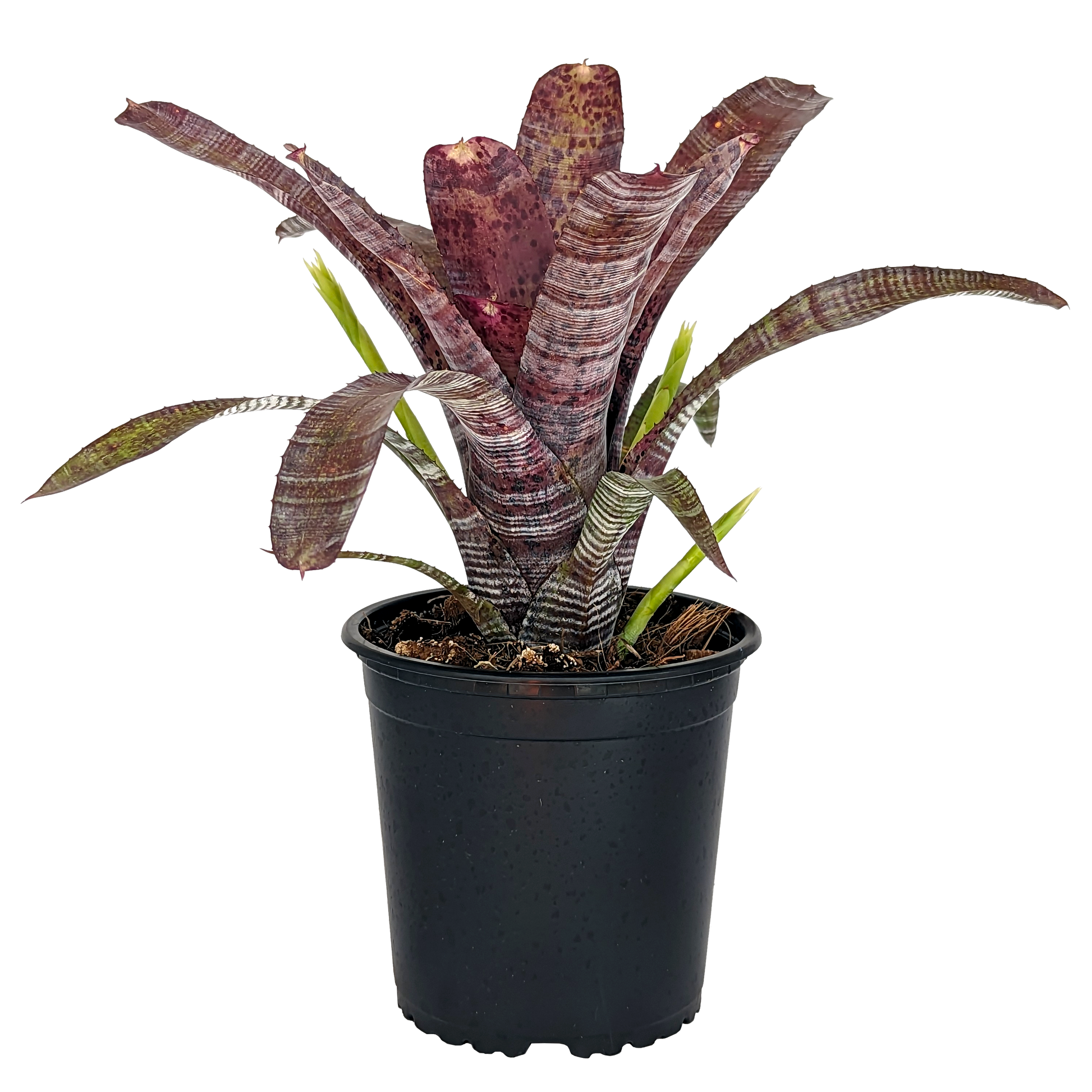 Neoregelia Pauciflora 130mm (side)