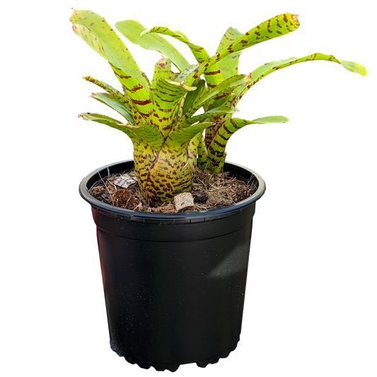 Neoregelia Punctatissima 130mm side