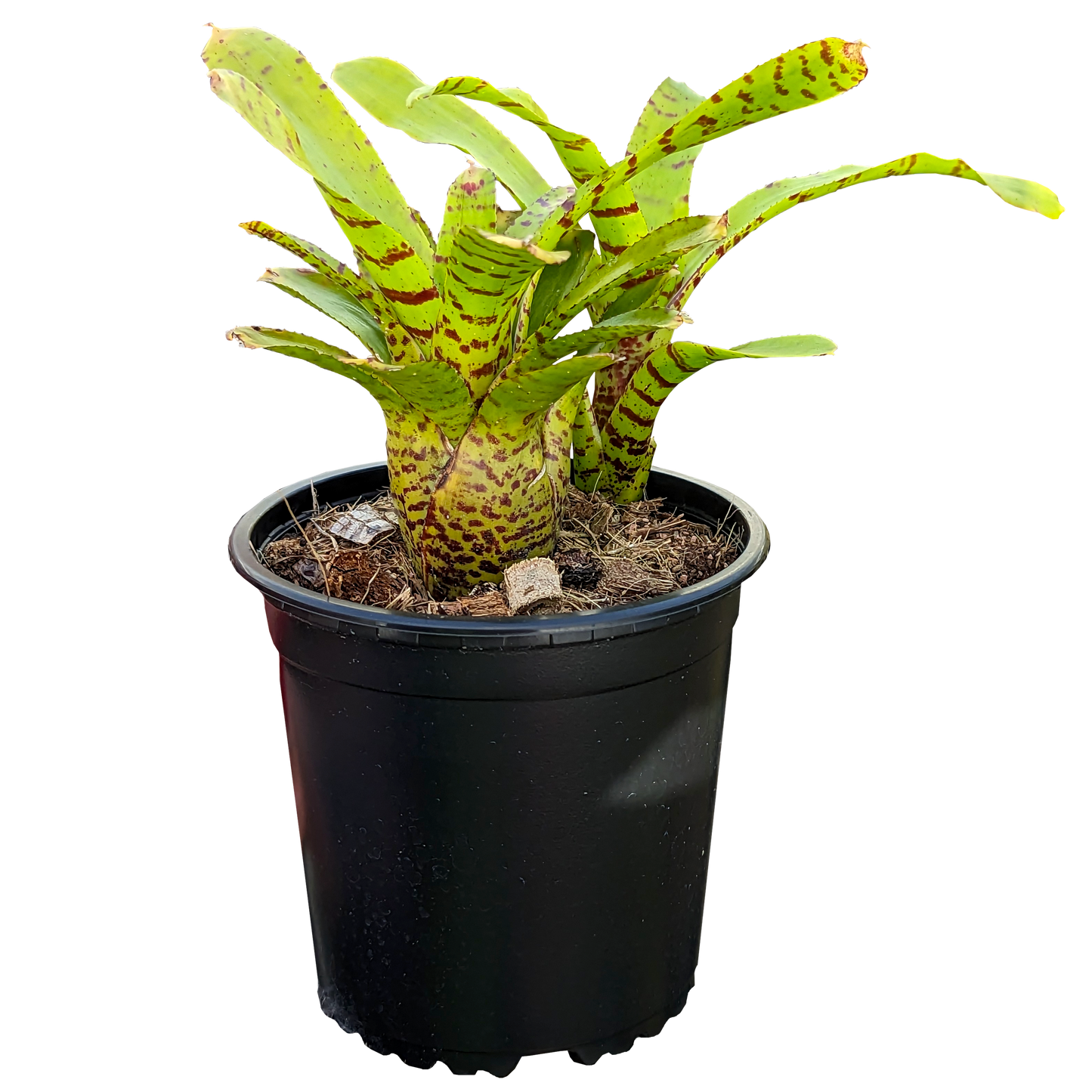 Neoregelia Punctatissima 130mm side
