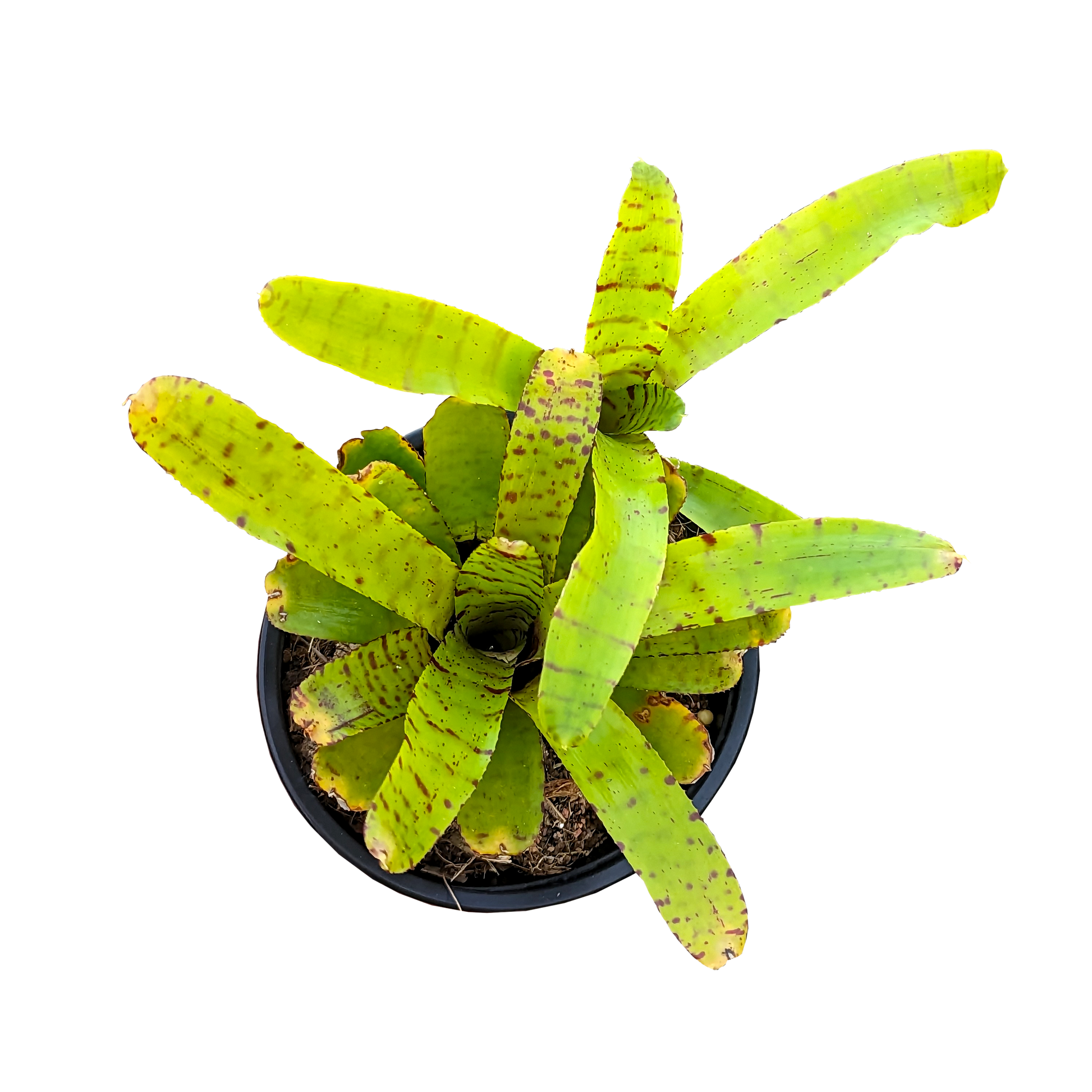 Neoregelia Punctatissima 130mm top