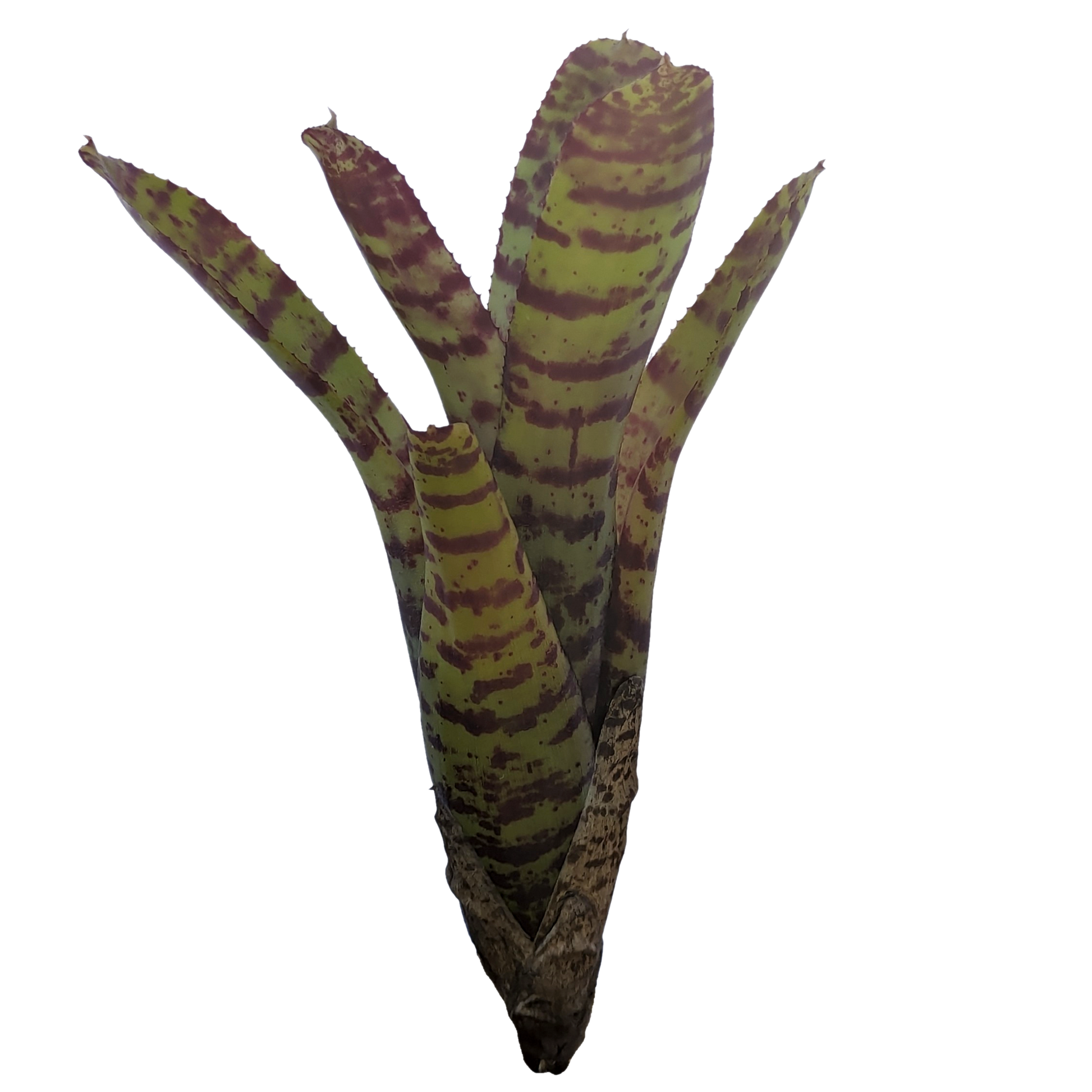Neoregelia Punctatissima pup