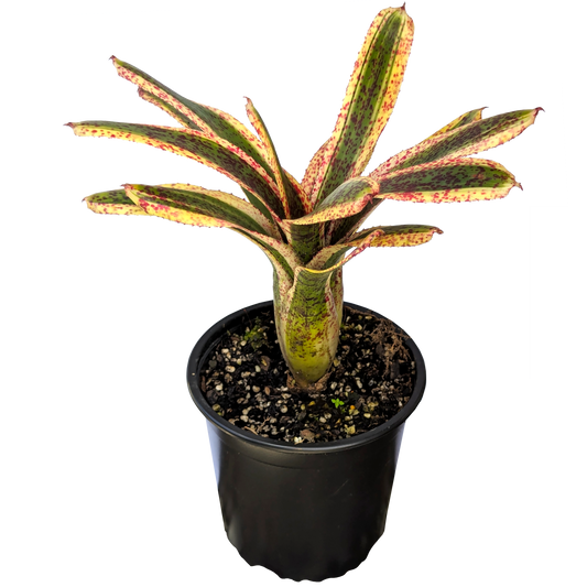 Neoregelia - Snapdragon