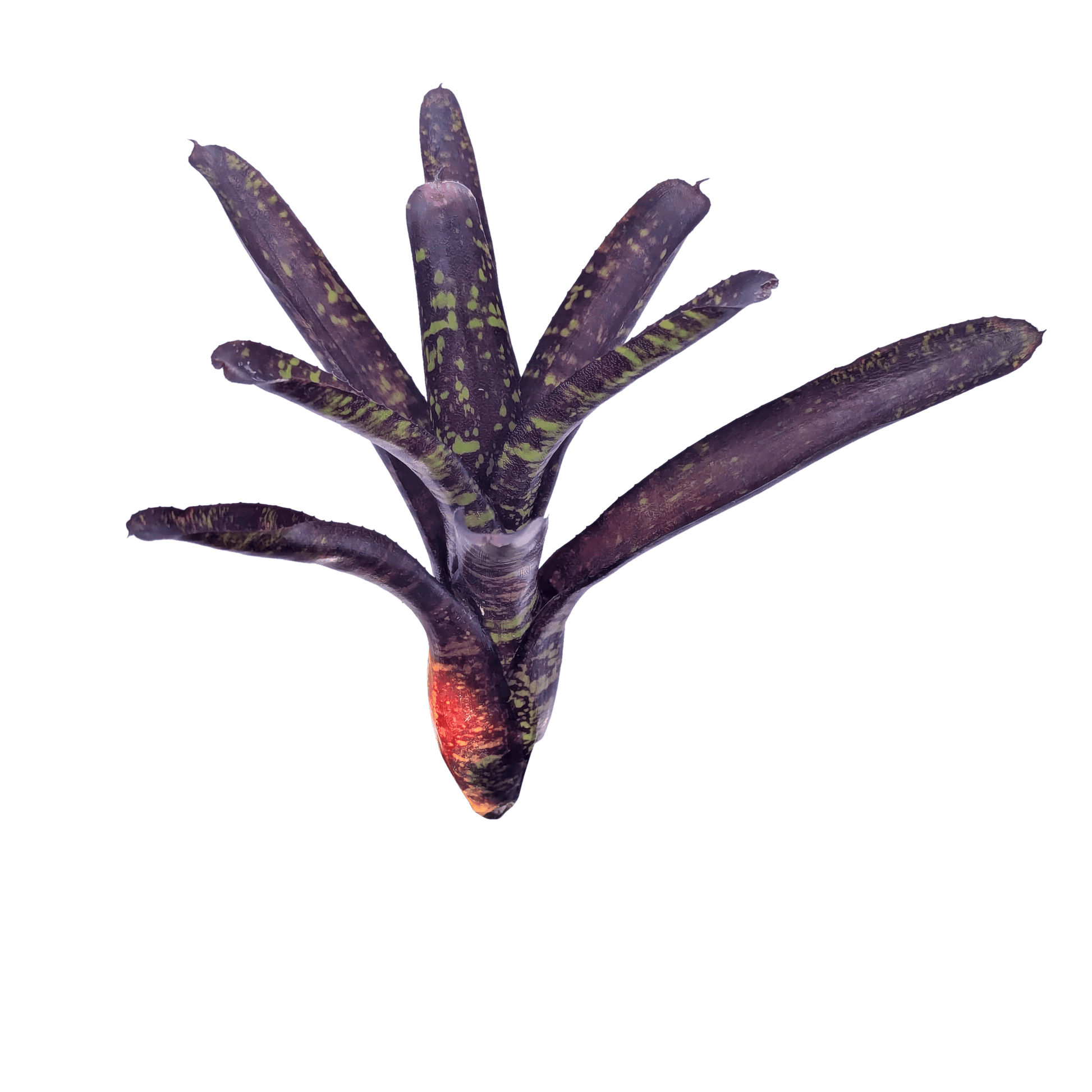 Neoregelia Snickerdoodle