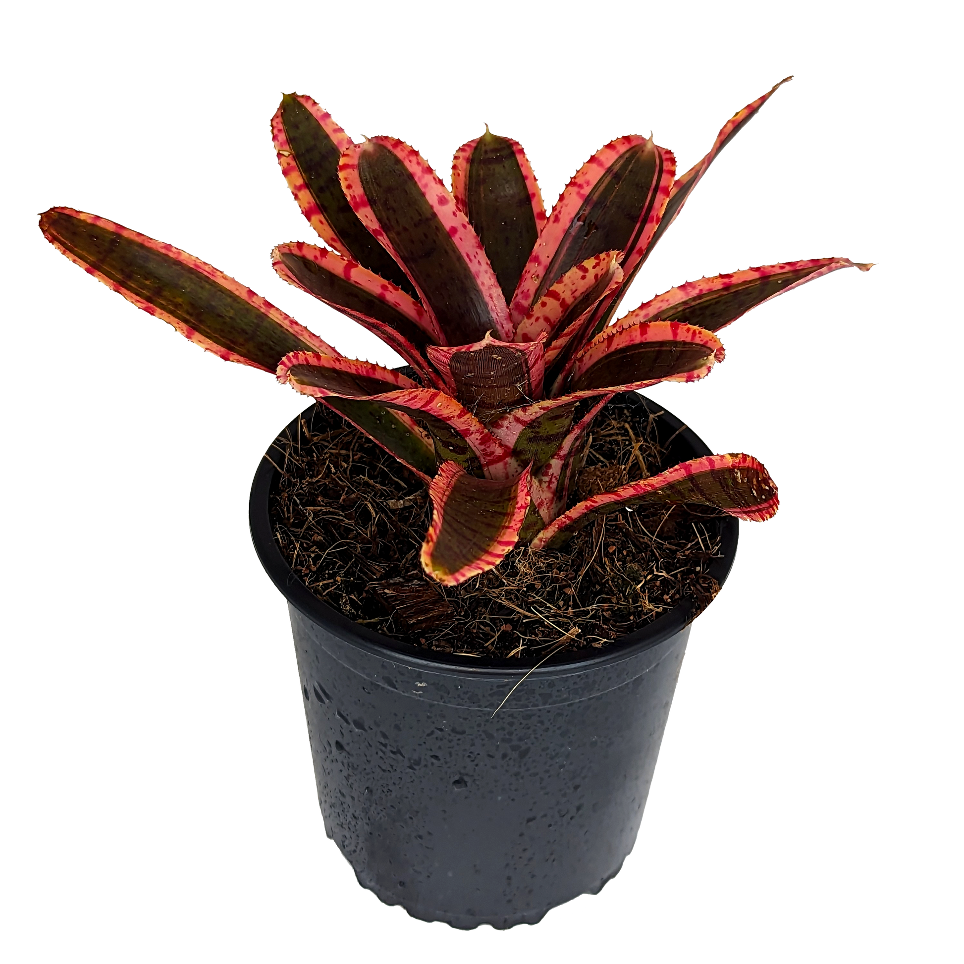 Neoregelia - Whiplash 130mm