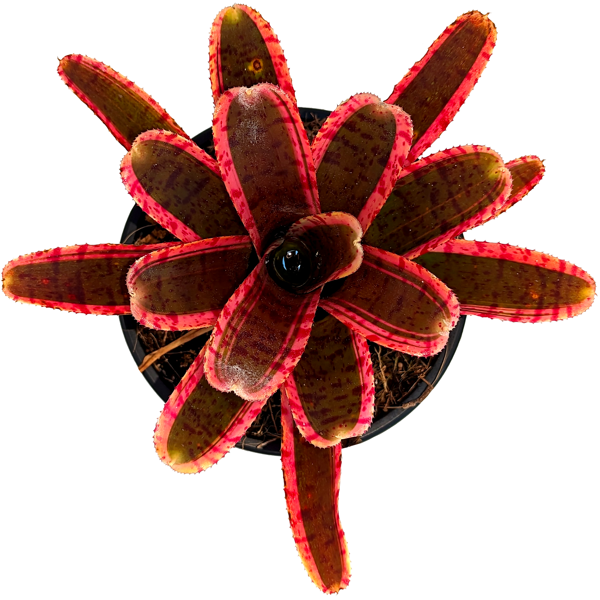 Neoregelia - Whiplash 130mm
