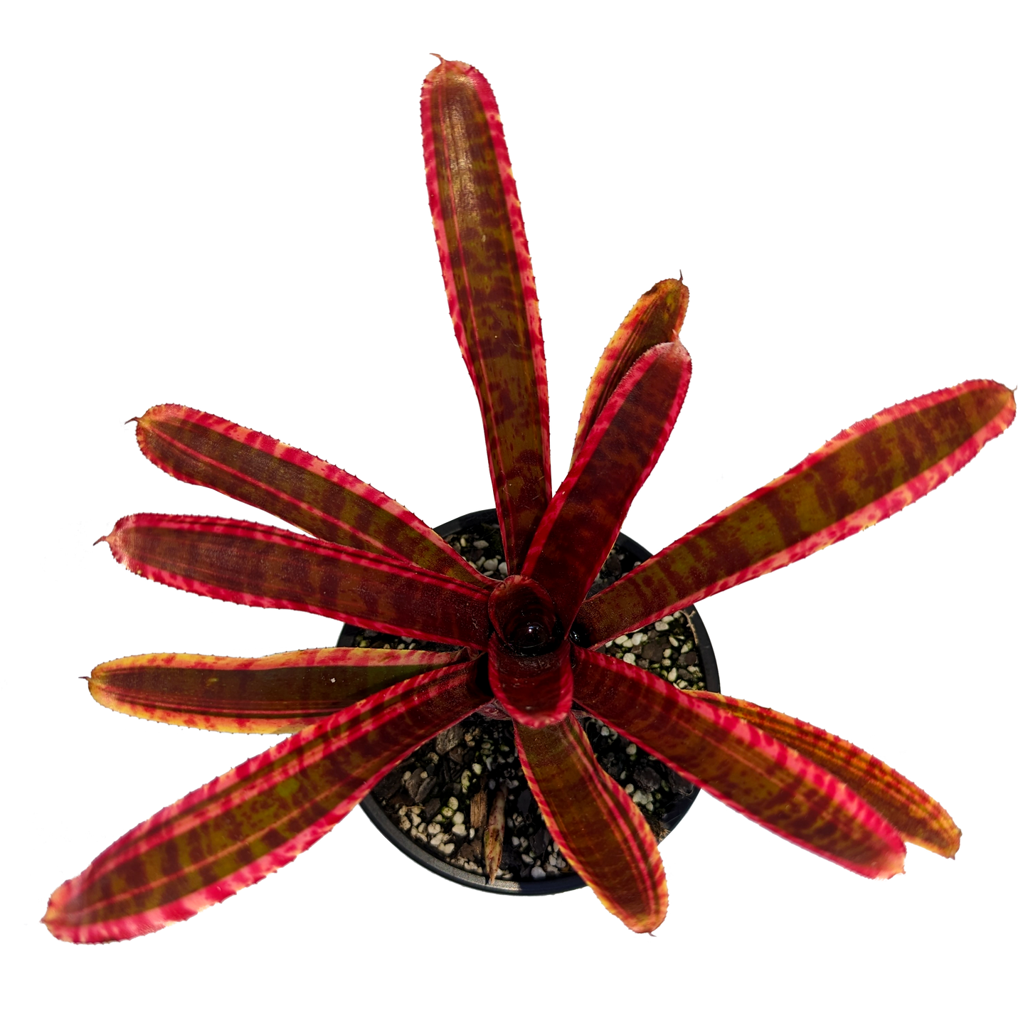 Neoregelia - White Hot Embers