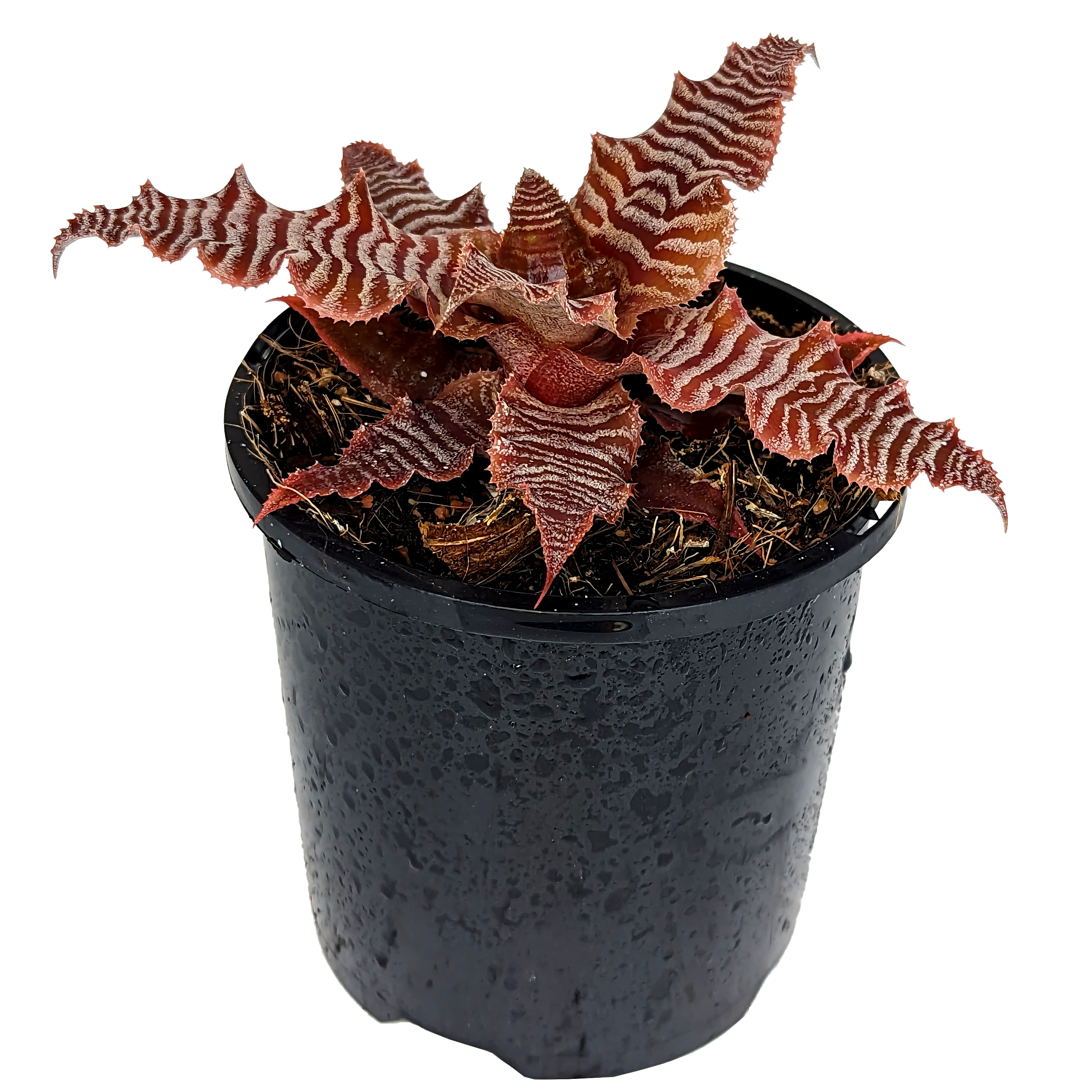 OPTIMIZE_BACKUP_PRODUCT_Cryptanthus zonatus - Earth Star 100mm