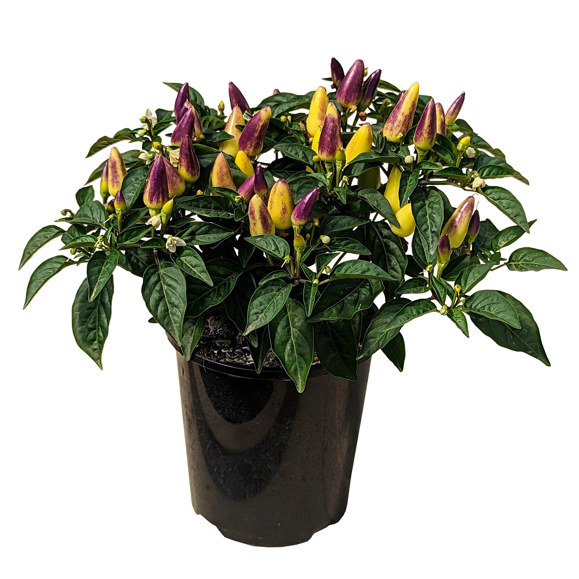 Capsicum annuum - Ornamental Chilli acapulco 125mm