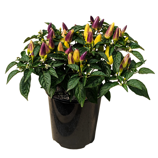 Capsicum annuum - Ornamental Chilli acapulco 125mm