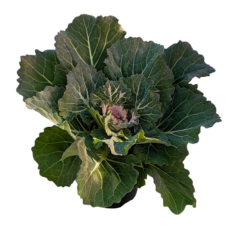 Brassica oleracea - Ornamental Kale 125mm White Songbird