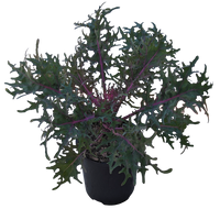 Brassica oleracea - Ornamental Kale 125mm Purple Feather