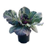 Brassica oleracea - Ornamental Kale 125mm Purple Songbird