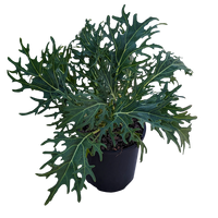 Brassica oleracea - Ornamental Kale 125mm White Feather