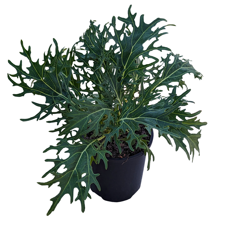 Brassica oleracea - Ornamental Kale 125mm White Feather