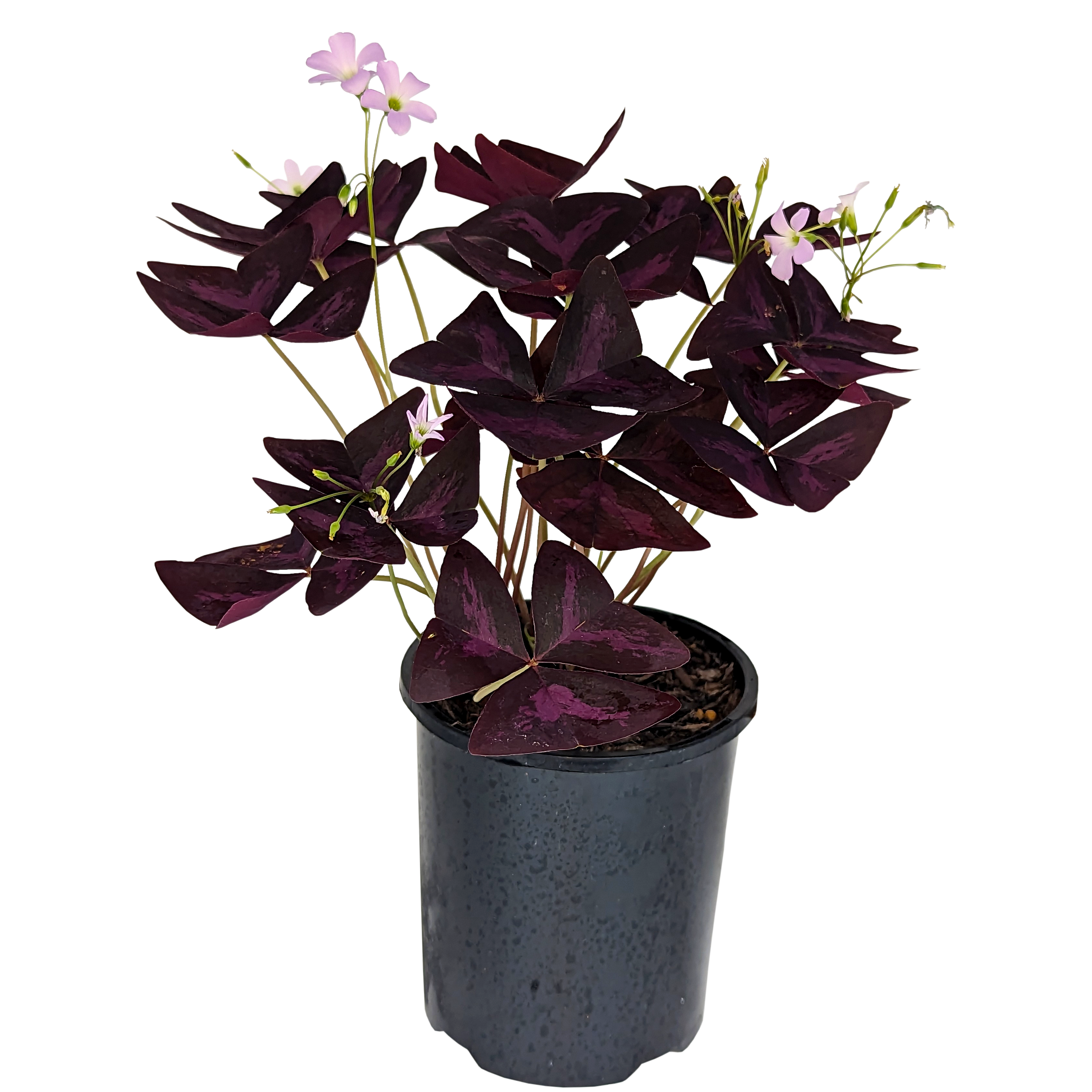 Purple Shamrock, Oxalis Triangularis Purple foliage with dainty pink flowers. 
