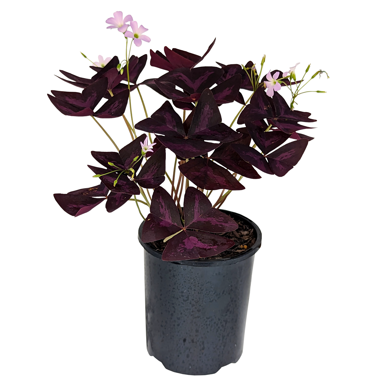 Purple Shamrock, Oxalis Triangularis Purple foliage with dainty pink flowers. 