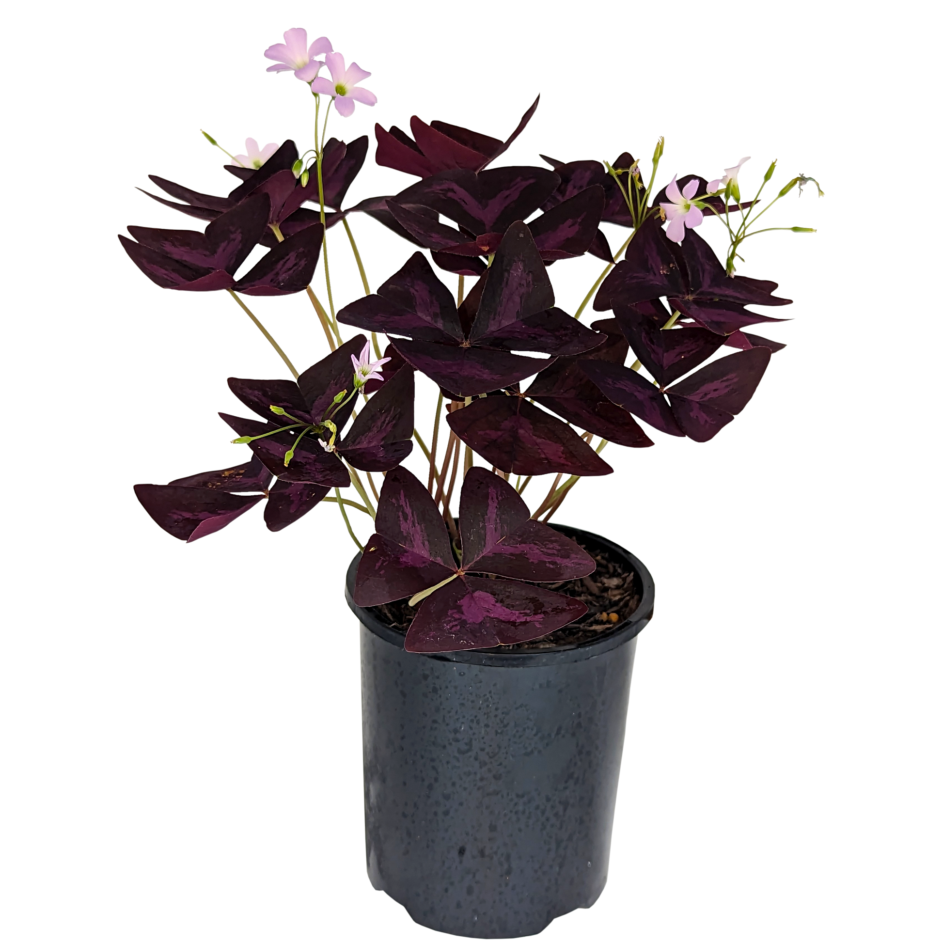 Purple Shamrock, Oxalis Triangularis Purple foliage with dainty pink flowers. 