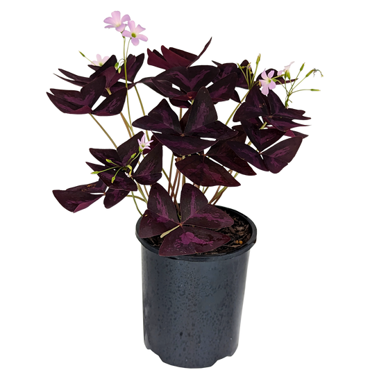 Purple Shamrock, Oxalis Triangularis Purple foliage with dainty pink flowers. 