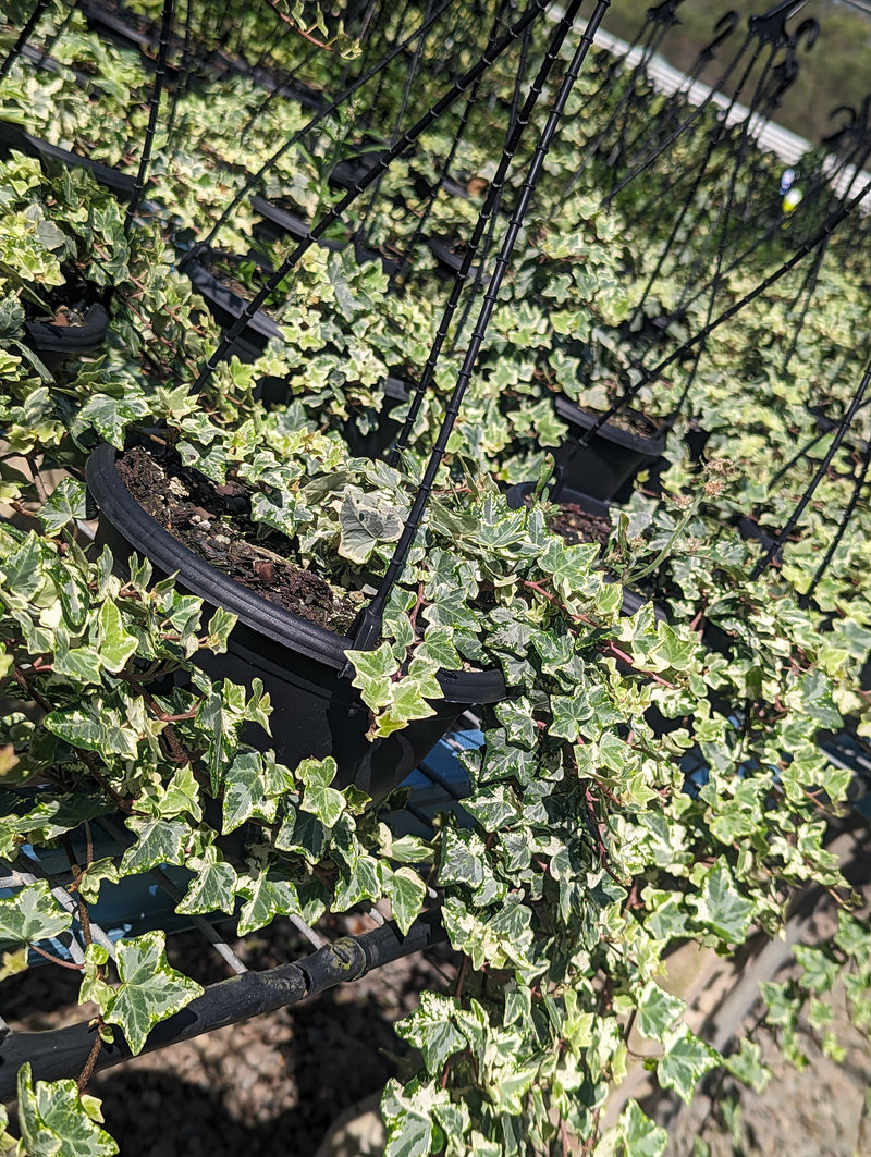 Buy Online Plants Australia Online Plant Shop Our Plant Shop