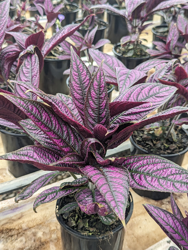 Buy Online Plants Australia Online Plant Shop Our Plant Shop