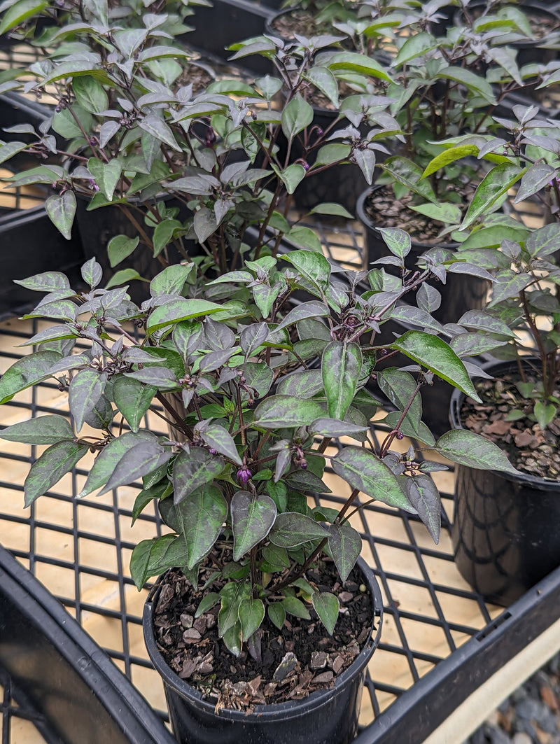 Buy Online Plants Australia Online Plant Shop Our Plant Shop